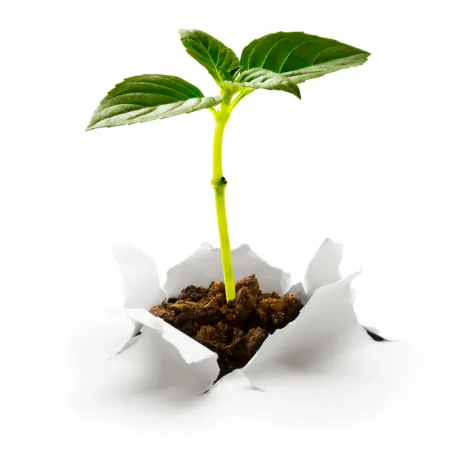 Planta