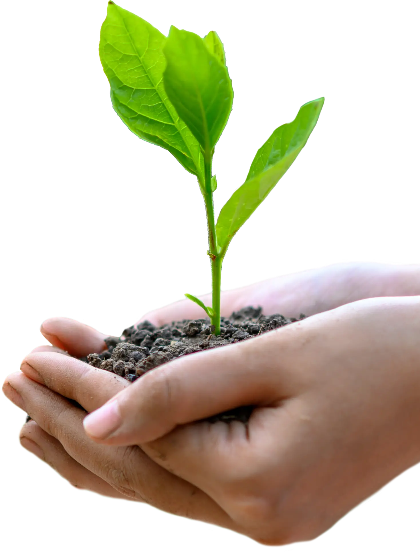 Planta