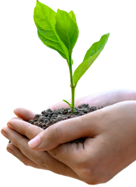 Uma mão segurando uma planta com terra