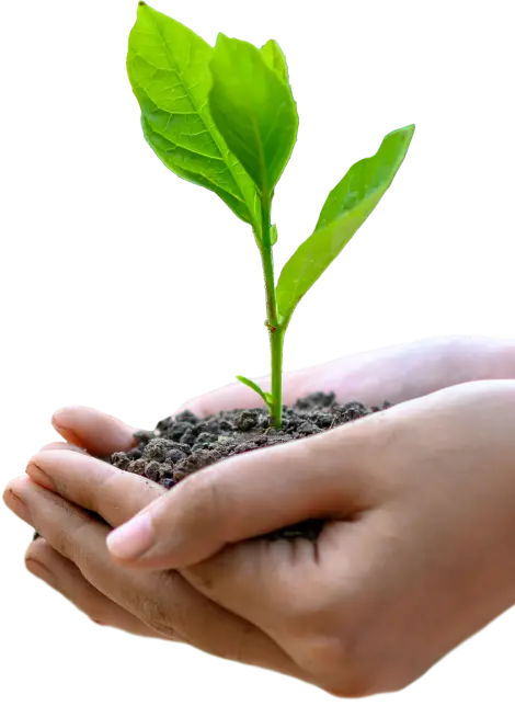 Uma mão segurando uma planta com terra